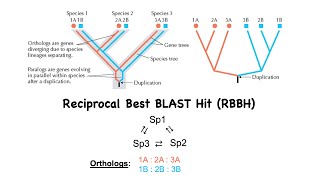 BLAST to find Orthologs [upl. by Jaela696]