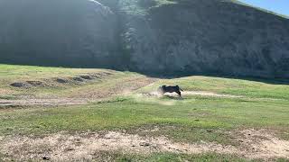 Bull Attacks Cyclists During California Gravel Race [upl. by Elata]