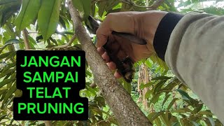 PRUNING DURIAN BAWOR ‼️ USIA TANAM 29 BULAN [upl. by Eibrab]