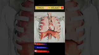 Lungs 🫁  Heart ❤️ 3D Animation working ❤️ nursing science biology cardiovascularsystem cardio [upl. by Napas664]