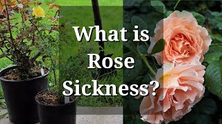 What is Rose Sickness Specific Replant Disease [upl. by Ellerey]