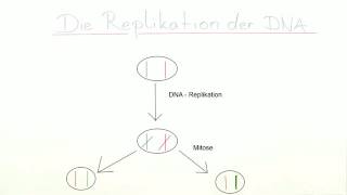 REPLIKATION DER DNA  Biologie  Genetik und Entwicklungsbiologie [upl. by Bealle]