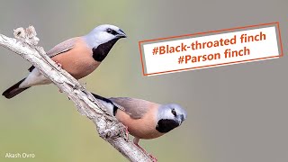 Black throated finch  parson finch [upl. by Torres]