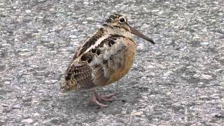 American Woodcock Bobbing [upl. by Clarke930]