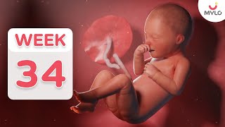 34 Week Pregnancy Fetal Development At 34 Weeks  34 Week Baby Development In Hindi  Mylo Family [upl. by Yrojram]