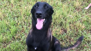 Morning training malinois k9trainer animals k9handler belgianmalinois doglife dogtraining [upl. by Abigael792]