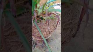 spider plant ko kaise lagaensatrangigarden houseplant youtubeshorts ytshortsvideo trend [upl. by Redle]