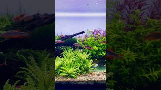 Bookshelf Aquarium  Galaxy rasbora fish  Nano aquarium  Aquascape [upl. by Dunc]