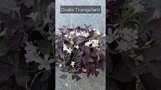 Oxalis Triangularis decorativeplant plantsgardeningshortsvideo utubeshort mystressfreegardening [upl. by Druci]