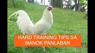 Sabong tips HARD TRAINING TIPS SA MANOK PANLABAN [upl. by Straus979]