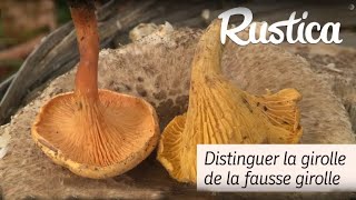 Cueillette des champignons  vraie girolle ou fausse girolle  🍄 Méfiezvous des faux jumeaux [upl. by Henning]