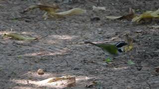 Pectoral Sparrow Arremon taciturnus [upl. by Leia]