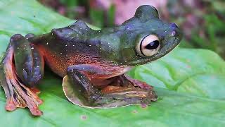 Wallaces flying frog Rhacophorus nigropalmatus encounter Borneo Malaysia [upl. by Foscalina314]