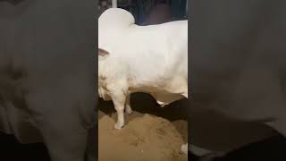 Mashallah ❤️ larko ki Halal Muhabbat to ye hai😍 bakraeidlover cow cattlefarm bull viralvideo [upl. by Hilly]