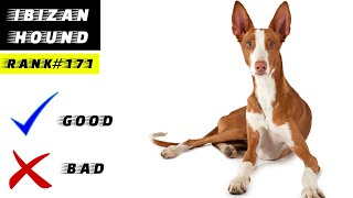 Ibizan Hound Pros And Cons [upl. by Stevens533]