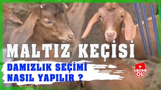 Çobanın Sesi  Damızlık Maltız Keçi Yetiştiriciliği [upl. by Keppel786]