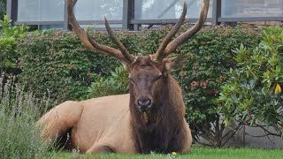 Bruiser the Whidbey Island resident elk is in his yearly grumpy mood [upl. by Petigny934]