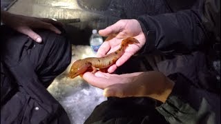 Unexpected CREEPY Critter Caught Through Ice Hole Not a fish [upl. by Auqenehs584]