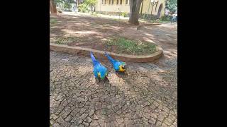 Na minha cidade as Araras vivem soltas Aqui elas estão na Praça Barão de Araras natureza aves [upl. by Esmerelda]