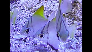 ヒメツバメウオ Silver moonySilver batfish Monodactylus argenteus [upl. by Tailor]