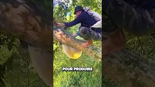 RÉCOLTER LE MIEL DABEILLES SAUVAGES 😱 [upl. by Lua]