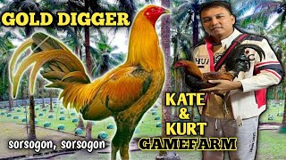 KATE amp KURT GAMEFARM  GOLD DIGGER  BIG FARM amp QUALITY GAMEFOWL IN THE PHILIPPINES [upl. by Cott]