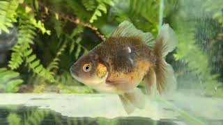 16139 Kirin Rosetail Oranda [upl. by Rehpotsrik]