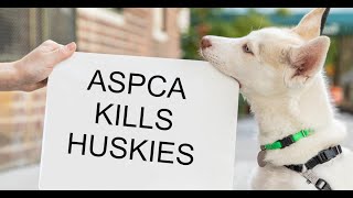 ASPCA How they elicit compassion and Killed ZEUS our Siberian Husky [upl. by Ahsekyt980]