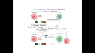 CD73 Combating Tumor Immunosuppression by Targeting Adenosine [upl. by Collins947]