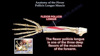 Anatomy Of the Flexor Pollicis Longus Muscle  Everything You Need To Know  Dr Nabil Ebraheim [upl. by Nikolaus]