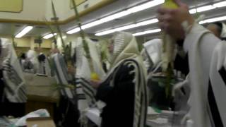 Shaking Lulav and Esrog during Hallel  Hodu 1 [upl. by Khalid]