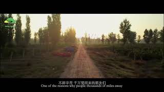 Xige Estate amp Ningxia Wine Tourism [upl. by Evelinn667]