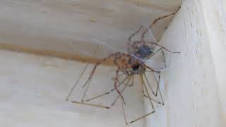 Tegenaria domestica kills pholcus phalangioides [upl. by Sancho888]