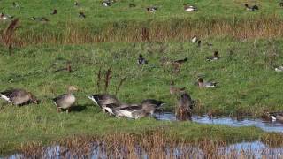 Marshside RSPB Reserve Southport Merseyside [upl. by Hannad]