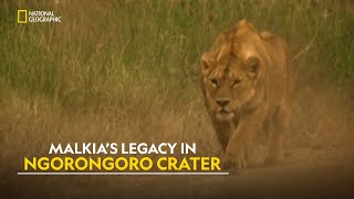 Lions of Ngorongoro  Planet Carnivore  हिंदी  Full Episode  S1  E3  Nat Geo Wild [upl. by Aleik976]