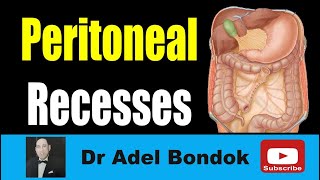 Peritoneal Recesses Dr Adel Bondok Making Anatomy Easy [upl. by Elsey]