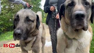 KangalHirtenhunde suchen ein Zuhause  Tierheim Esslingen [upl. by Drice]