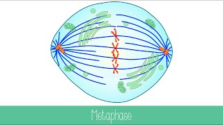 Mitosis and Cytokinesis [upl. by Yssak]