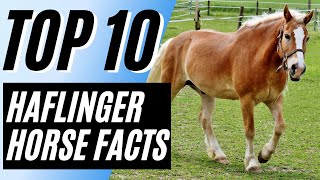 Top 10 Interesting Facts About The Haflinger Horse [upl. by Materse331]