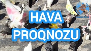 HAVA proqnozu Xeberizle [upl. by Madox]