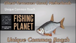 Unique Common Roach  GhentTerneuzen Canal Netherlands  Fishing Planet Guide [upl. by Nowed]