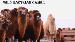 Wild Bactrian Camel  Animal Histrology [upl. by Odrareve]