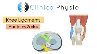 Ligaments of the Knee Joint  Clinical Physio [upl. by Ardnasac]