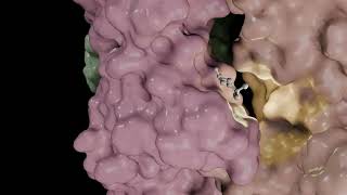 3D Animation of the Mechanism of Action of Acetylcholine and its Transmembrane Receptor [upl. by Remus775]