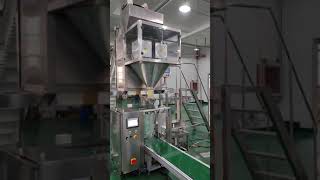 Mushroom Automatic Bagging Machine [upl. by Martin931]