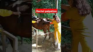 Rectal palpation in cattle by lady veterinary technician shorts drpradipbhandari [upl. by Gniliem]