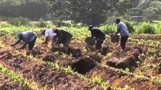 Ampayaj un technique agroecologique de paillage des cultures digname by JeanMarc Blazy [upl. by Nealah]