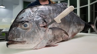 The Reason it’s Hard To Fillet African Pompano [upl. by Jephum526]