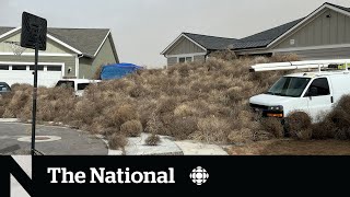 TheMoment thousands of tumbleweeds invaded Utah and Nevada [upl. by Komsa]