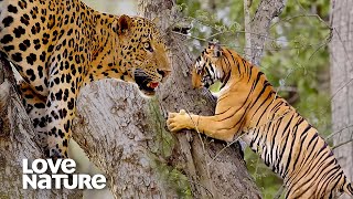 Tiger Climbs Tree in Leopard Showdown  Love Nature [upl. by Nennek]